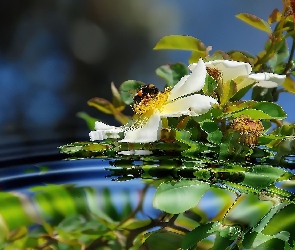 Kwiaty, Woda, Pszczoła