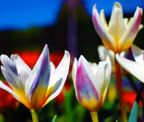 Kolorowe, Tulipany