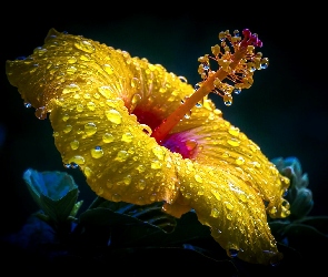 Makro, Deszczu, Hibiskus, Krople