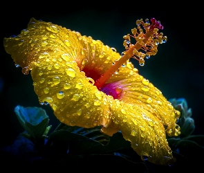 Hibiskus, Makro, Deszczu, Krople