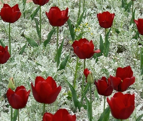 Czerwone, Rośliny, Tulipany