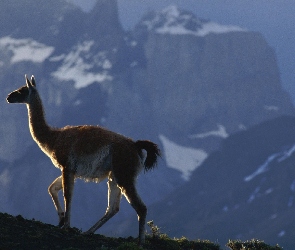 Lama, Góry