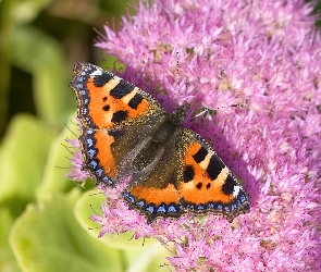 Motyl, Kwiat, Różowy, Rusałka pokrzywnik