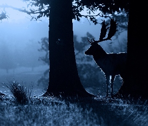 Noc, Łoś, Las