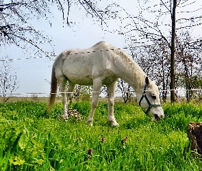 Ogrodzenie, Łąka, Biały, Koń