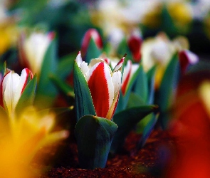 Pąki, Liście, Tulipany