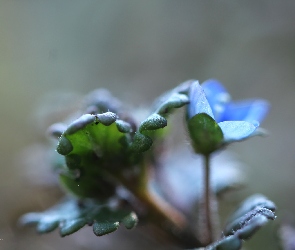 Przetacznik, Kwiat, Niebieski