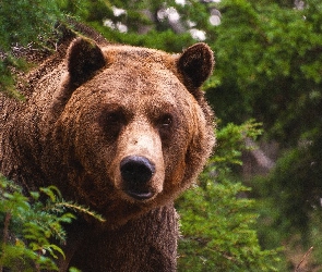 Niedzwiedz, Zieleń, Grizzly