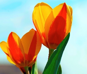 Czerwone, Tulipany, Żółto