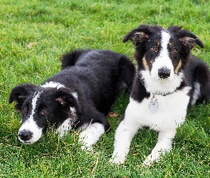 Border Collie, Trawa, Dwa