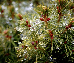 Deszczu
, Krople, Świerk, Igły