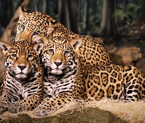 Trzy, Jaguary