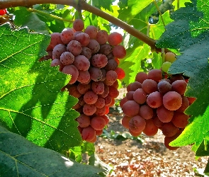 Winogrona, Różowe, Krzew, Winorośli
