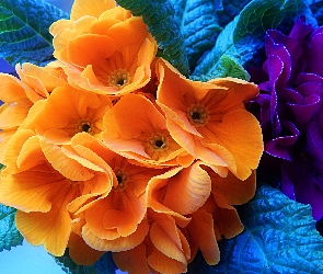 Prymula, Kwiaty, Pomarańczowe