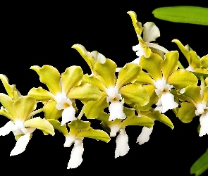 Biała, Tło, Czarne, Orchidea, Żółto