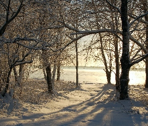 Światlo, Przebijające, Drzewa, Śnieg