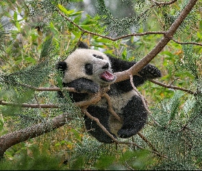 Panda, Las, Drzewo