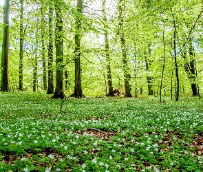 Polana, Wiosna, Kwiatuszki, Kwitnące, Las