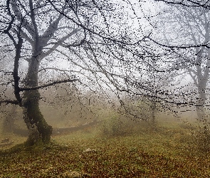 Drzewa, Liście, Mgła