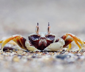 Krab, Żwirek
