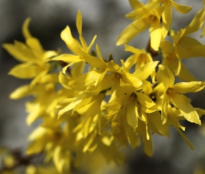 Żółte, Wiosna, Forsycja, Kwiaty