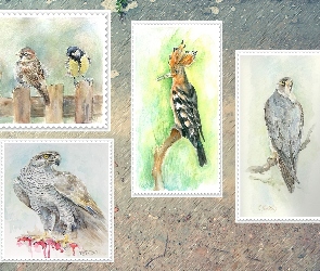 Wróbel, Jastrząb, Rysunki, Sikorka, Dudek, Ptaki, Sokół