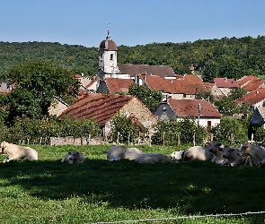 Krowy, Pastwisko, Village, Borey, Domy, Kościół