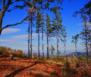 Drzewa, Wysokie, Góry, Las