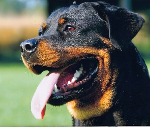 Rottweiler, Pysk