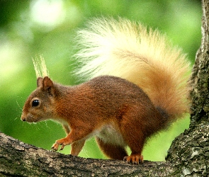 Wiewiórka, Kłoda
