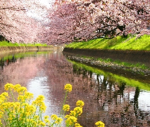 Rzeka, Wiosna, Drzewa, Kwiaty, Kwitnące