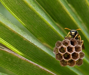 Makro, Pszczoła