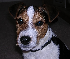 Jack Russell Terriera, głowa