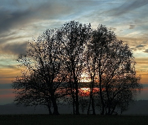 Chmury, Drzewa, Zachód Słońca