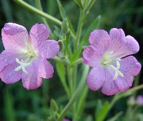 Kwiaty, Wierzbowica Kosmata