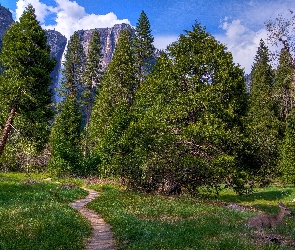 Góry, Kalifornia, Yosemite, Las
