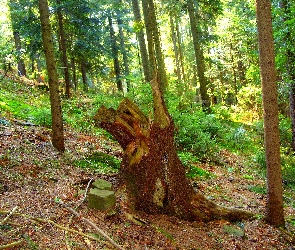 Las, Pień