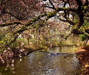 Rzeka, Wiosna, Drzewo, Kwitnące