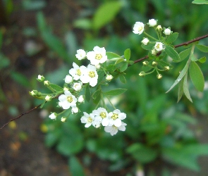 Gałązka, Listki, Krzew, Tawuła, Białe, Kwiatki