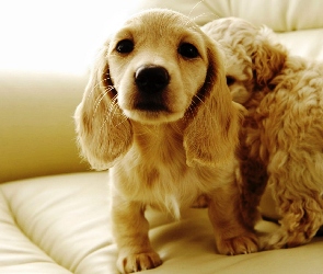 Szczeniaki, Cocker spaniel angielski, Dwa