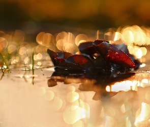 Bokeh, Woda, Wieczór, Rośliny