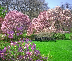 Wiosna, Park, Drzewa, Kwitnące, Ławka, Kwiaty