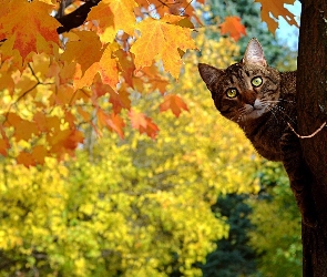 Kotek, Drzewo