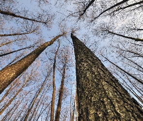 Las, Drzewa