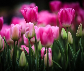 Tulipany, Pąki, Purpurowe