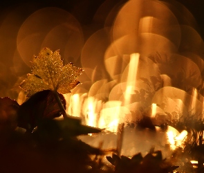 Wieczór, Bokeh, Łące, Na, Liść