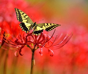 Motyl, Makro, Kwiat