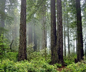 Stan Kalifornia, Mgła, Las, Park Narodowy Redwood, Stany Zjednoczone