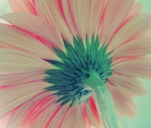 Kwiatek, Gerbera