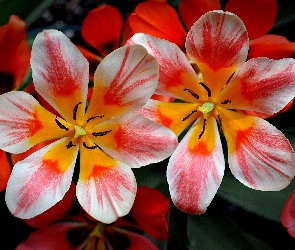 Kolorowe, Tulipany, Rozkwitnięte